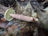 Boletus russellii image