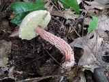 Boletus russellii image