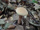 Boletus russellii image