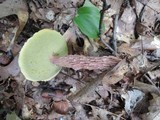 Boletus russellii image
