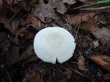 Hygrophorus sordidus image