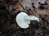 Hygrophorus sordidus image