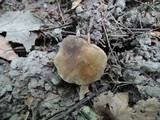Lactarius fuliginosus image
