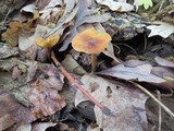 Xeromphalina tenuipes image