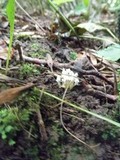 Isaria tenuipes image
