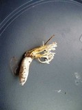 Isaria tenuipes image