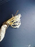 Isaria tenuipes image