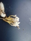 Isaria tenuipes image