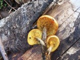 Gymnopilus bellulus image