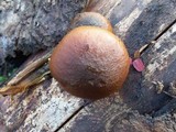 Gymnopilus bellulus image