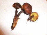 Gymnopilus bellulus image