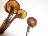 Gymnopilus bellulus image