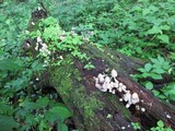Coprinopsis variegata image