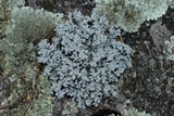 Stereocaulon tomentosum image
