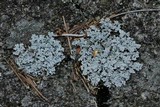 Stereocaulon tomentosum image