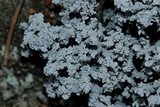 Stereocaulon tomentosum image