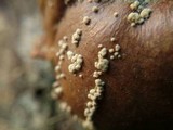 Monilinia fructigena image