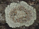 Lecanora muralis image
