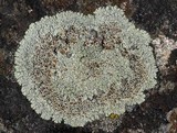 Lecanora muralis image