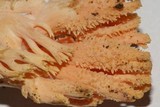Ramaria formosa image