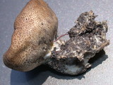 Scleroderma areolatum image