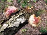 Pholiota polychroa image