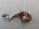 Laccaria bicolor image