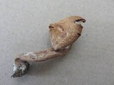 Laccaria bicolor image
