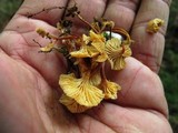 Xeromphalina kauffmanii image