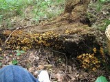 Xeromphalina kauffmanii image