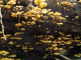 Xeromphalina kauffmanii image