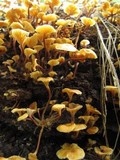 Xeromphalina kauffmanii image