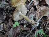 Inocybe sororia image