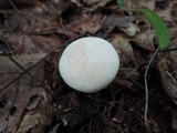 Lactarius chrysorrheus image