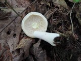 Lactarius chrysorrheus image