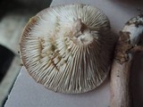 Lactarius mucidus image