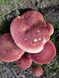 Baorangia bicolor image