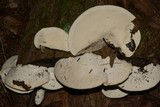 Trametes suaveolens image