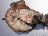 Scleroderma areolatum image