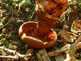 Cortinarius squamulosus image