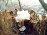 Ductifera pululahuana image
