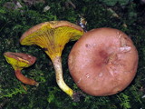 Phylloporus rhodoxanthus image