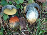 Boletus luridus image