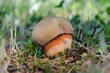 Boletus luridus image