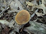 Gyroporus castaneus image