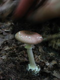 Amanita solaniolens image