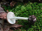 Amanita solaniolens image