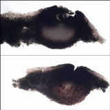 Abrothallus welwitschii image