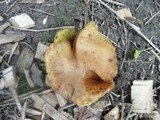 Boletinellus merulioides image