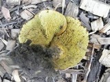 Boletinellus merulioides image